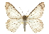  ( - CCDB-20807-D05)  @14 [ ] CreativeCommons - Attribution (2013) CBG Photography Group Centre for Biodiversity Genomics