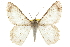  ( - CCDB-20807-D06)  @14 [ ] CreativeCommons - Attribution (2013) CBG Photography Group Centre for Biodiversity Genomics