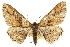  ( - CCDB-20807-D11)  @15 [ ] CreativeCommons - Attribution (2013) CBG Photography Group Centre for Biodiversity Genomics