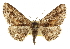  ( - CCDB-20807-D12)  @15 [ ] CreativeCommons - Attribution (2013) CBG Photography Group Centre for Biodiversity Genomics
