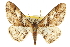  ( - CCDB-20807-E01)  @15 [ ] CreativeCommons - Attribution (2013) CBG Photography Group Centre for Biodiversity Genomics