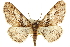  (Mericisca gracea - CCDB-20807-E02)  @15 [ ] CreativeCommons - Attribution (2013) CBG Photography Group Centre for Biodiversity Genomics