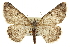  ( - CCDB-20807-E07)  @15 [ ] CreativeCommons - Attribution (2013) CBG Photography Group Centre for Biodiversity Genomics