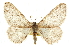  ( - CCDB-20807-E08)  @11 [ ] CreativeCommons - Attribution (2013) CBG Photography Group Centre for Biodiversity Genomics