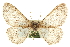  ( - CCDB-20807-E09)  @12 [ ] CreativeCommons - Attribution (2013) CBG Photography Group Centre for Biodiversity Genomics
