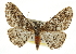  ( - CCDB-20807-F03)  @15 [ ] CreativeCommons - Attribution (2013) CBG Photography Group Centre for Biodiversity Genomics
