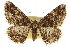  ( - CCDB-20807-F04)  @11 [ ] CreativeCommons - Attribution (2013) CBG Photography Group Centre for Biodiversity Genomics