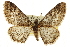  ( - CCDB-20807-F05)  @11 [ ] CreativeCommons - Attribution (2013) CBG Photography Group Centre for Biodiversity Genomics