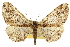  ( - CCDB-20807-F06)  @15 [ ] CreativeCommons - Attribution (2013) CBG Photography Group Centre for Biodiversity Genomics