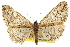  ( - CCDB-20807-F09)  @11 [ ] CreativeCommons - Attribution (2013) CBG Photography Group Centre for Biodiversity Genomics