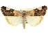  ( - CCDB-20810-B10)  @15 [ ] CreativeCommons - Attribution (2013) CBG Photography Group Centre for Biodiversity Genomics