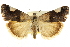  (Acontiini - CCDB-20810-B12)  @15 [ ] CreativeCommons - Attribution (2013) CBG Photography Group Centre for Biodiversity Genomics
