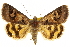  ( - CCDB-20810-C12)  @11 [ ] CreativeCommons - Attribution (2013) CBG Photography Group Centre for Biodiversity Genomics