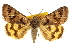  ( - CCDB-20810-D01)  @11 [ ] CreativeCommons - Attribution (2013) CBG Photography Group Centre for Biodiversity Genomics