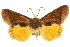  ( - CCDB-20810-D12)  @11 [ ] CreativeCommons - Attribution (2013) CBG Photography Group Centre for Biodiversity Genomics