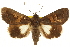  ( - CCDB-20810-F04)  @11 [ ] CreativeCommons - Attribution (2013) CBG Photography Group Centre for Biodiversity Genomics
