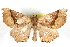  ( - CCDB-20811-A02)  @15 [ ] CreativeCommons - Attribution (2013) CBG Photography Group Centre for Biodiversity Genomics