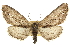  (Holochroa - CCDB-20811-D10)  @15 [ ] CreativeCommons - Attribution (2013) CBG Photography Group Centre for Biodiversity Genomics