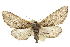  ( - CCDB-20811-D11)  @15 [ ] CreativeCommons - Attribution (2013) CBG Photography Group Centre for Biodiversity Genomics
