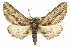  ( - CCDB-20811-D12)  @15 [ ] CreativeCommons - Attribution (2013) CBG Photography Group Centre for Biodiversity Genomics