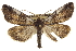  (Ceratonyx permagnaria - CCDB-20811-F03)  @15 [ ] CreativeCommons - Attribution (2013) CBG Photography Group Centre for Biodiversity Genomics