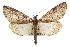  ( - CCDB-20811-F04)  @14 [ ] CreativeCommons - Attribution (2013) CBG Photography Group Centre for Biodiversity Genomics