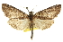  (Ceratonyx - CCDB-20811-F06)  @15 [ ] CreativeCommons - Attribution (2013) CBG Photography Group Centre for Biodiversity Genomics