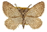  (Animomyia - CCDB-20811-G03)  @15 [ ] CreativeCommons - Attribution (2013) CBG Photography Group Centre for Biodiversity Genomics