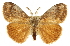  ( - CCDB-20812-H06)  @15 [ ] CreativeCommons - Attribution (2013) CBG Photography Group Centre for Biodiversity Genomics