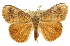  (Orgyia leuschneri - CCDB-20812-H07)  @15 [ ] CreativeCommons - Attribution (2013) CBG Photography Group Centre for Biodiversity Genomics