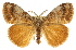  ( - CCDB-20812-H08)  @15 [ ] CreativeCommons - Attribution (2013) CBG Photography Group Centre for Biodiversity Genomics