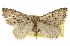  ( - CCDB-20813-A01)  @14 [ ] CreativeCommons - Attribution (2013) CBG Photography Group Centre for Biodiversity Genomics