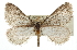  ( - CCDB-20813-A02)  @15 [ ] CreativeCommons - Attribution (2013) CBG Photography Group Centre for Biodiversity Genomics