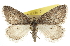  ( - CCDB-20813-A04)  @14 [ ] CreativeCommons - Attribution (2013) CBG Photography Group Centre for Biodiversity Genomics