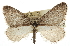  ( - CCDB-20813-A06)  @11 [ ] CreativeCommons - Attribution (2013) CBG Photography Group Centre for Biodiversity Genomics