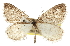  ( - CCDB-20813-A08)  @11 [ ] CreativeCommons - Attribution (2013) CBG Photography Group Centre for Biodiversity Genomics
