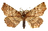  (Selenia alciphearia - CCDB-20813-B02)  @15 [ ] CreativeCommons - Attribution (2013) CBG Photography Group Centre for Biodiversity Genomics