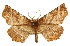  ( - CCDB-20813-B03)  @15 [ ] CreativeCommons - Attribution (2013) CBG Photography Group Centre for Biodiversity Genomics
