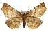  ( - CCDB-20813-B04)  @14 [ ] CreativeCommons - Attribution (2013) CBG Photography Group Centre for Biodiversity Genomics