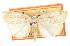  ( - CCDB-20814-B10)  @11 [ ] CreativeCommons - Attribution (2013) CBG Photography Group Centre for Biodiversity Genomics