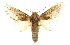  ( - CCDB-20814-G04)  @14 [ ] CreativeCommons - Attribution (2013) CBG Photography Group Centre for Biodiversity Genomics