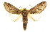  ( - CCDB-20814-G06)  @15 [ ] CreativeCommons - Attribution (2013) CBG Photography Group Centre for Biodiversity Genomics