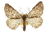  ( - CCDB-20815-C08)  @14 [ ] CreativeCommons - Attribution (2013) CBG Photography Group Centre for Biodiversity Genomics