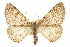  ( - CCDB-20815-C09)  @14 [ ] CreativeCommons - Attribution (2013) CBG Photography Group Centre for Biodiversity Genomics