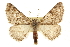  ( - CCDB-20815-C10)  @15 [ ] CreativeCommons - Attribution (2013) CBG Photography Group Centre for Biodiversity Genomics