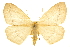  (Lambdina - CCDB-20815-E10)  @15 [ ] CreativeCommons - Attribution (2013) CBG Photography Group Centre for Biodiversity Genomics