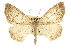  (Nepytia - CCDB-20815-G08)  @15 [ ] CreativeCommons - Attribution (2013) CBG Photography Group Centre for Biodiversity Genomics