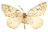  (Nepytia juabata - CCDB-20815-G11)  @14 [ ] CreativeCommons - Attribution (2013) CBG Photography Group Centre for Biodiversity Genomics