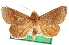  ( - CCDB-20816-A08)  @11 [ ] CreativeCommons - Attribution (2013) CBG Photography Group Centre for Biodiversity Genomics