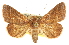  ( - CCDB-20816-A10)  @11 [ ] CreativeCommons - Attribution (2013) CBG Photography Group Centre for Biodiversity Genomics